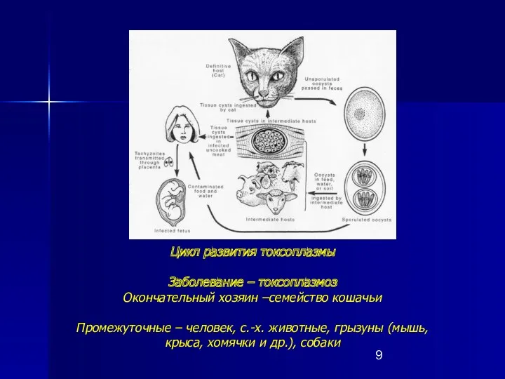 Цикл развития токсоплазмы Заболевание – токсоплазмоз Окончательный хозяин –семейство кошачьи