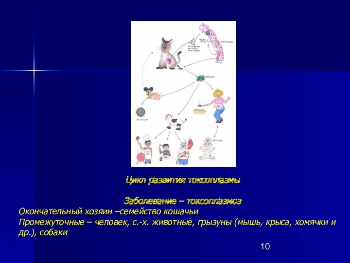 Цикл развития токсоплазмы Заболевание – токсоплазмоз Окончательный хозяин –семейство кошачьи