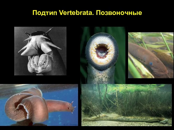 Подтип Vertebrata. Позвоночные