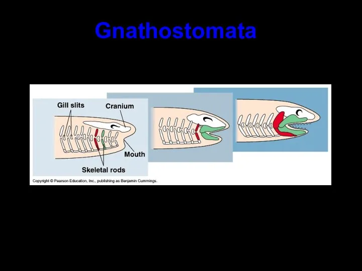 Gnathostomata