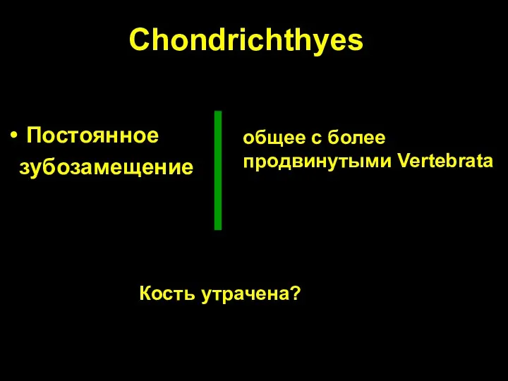 Chondrichthyes Постоянное зубозамещение общее с более продвинутыми Vertebrata Кость утрачена?