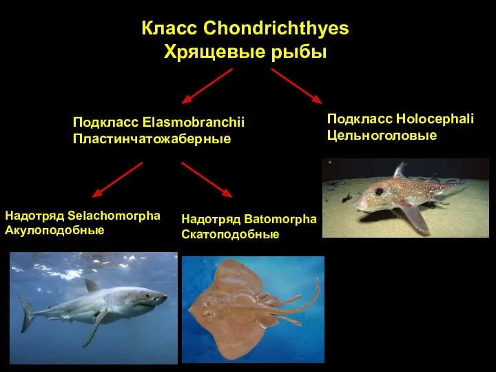 Класс Chondrichthyes Хрящевые рыбы Подкласс Elasmobranchii Пластинчатожаберные Подкласс Holocephali Цельноголовые Надотряд Selachomorpha Акулоподобные Надотряд Batomorpha Скатоподобные