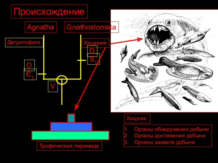 Gnathostomata Agnatha V Є1 S1 Трофическая пирамида Детритофаги Хищники Органы обнаружения добычи Органы