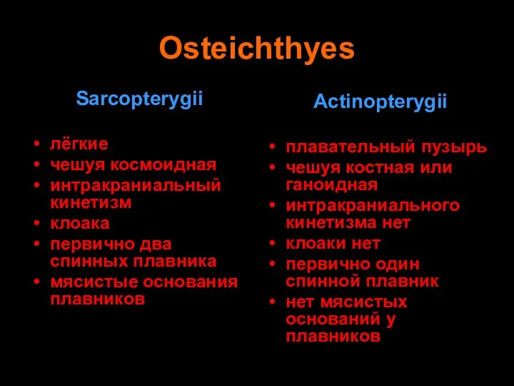 Sarcopterygii лёгкие чешуя космоидная интракраниальный кинетизм клоака первично два спинных плавника мясистые основания