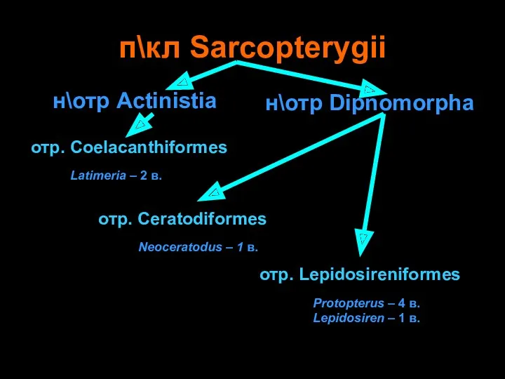 п\кл Sarcopterygii н\отр Actinistia н\отр Dipnomorpha отр. Ceratodiformes отр. Lepidosireniformes отр. Coelacanthiformes Latimeria