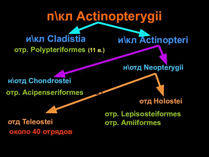 п\кл Actinopterygii и\кл Cladistia и\кл Actinopteri н\отд Chondrostei отр. Polypteriformes (11 в.) н\отд