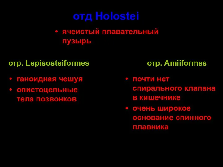 ячеистый плавательный пузырь отд Holostei отр. Amiiformes отр. Lepisosteiformes ганоидная чешуя опистоцельные тела