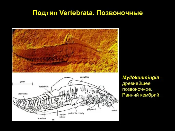 Подтип Vertebrata. Позвоночные Myllokunmingia – древнейшее позвоночное. Ранний кембрий.