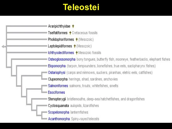 Teleostei