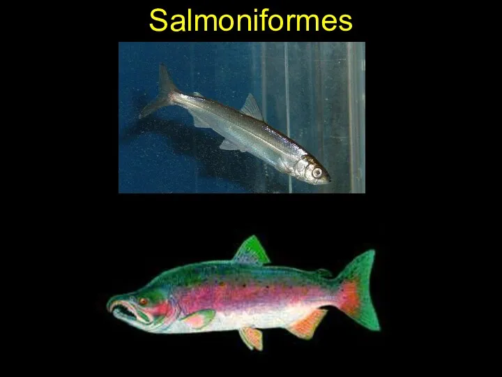 Salmoniformes