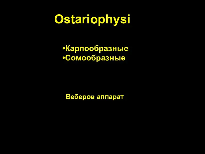 Ostariophysi Карпообразные Сомообразные Веберов аппарат