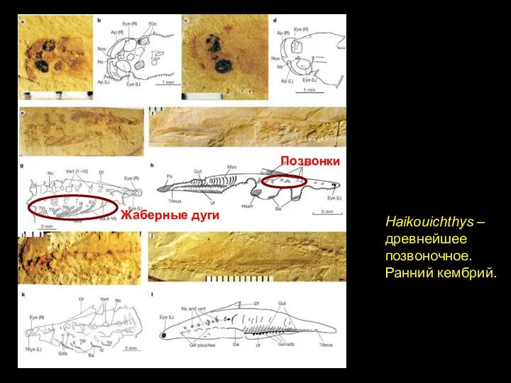 Haikouichthys – древнейшее позвоночное. Ранний кембрий. Позвонки Жаберные дуги
