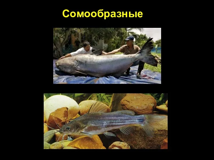 Сомообразные