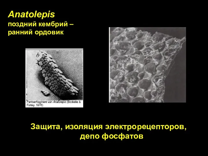 Anatolepis поздний кембрий – ранний ордовик Защита, изоляция электрорецепторов, депо фосфатов