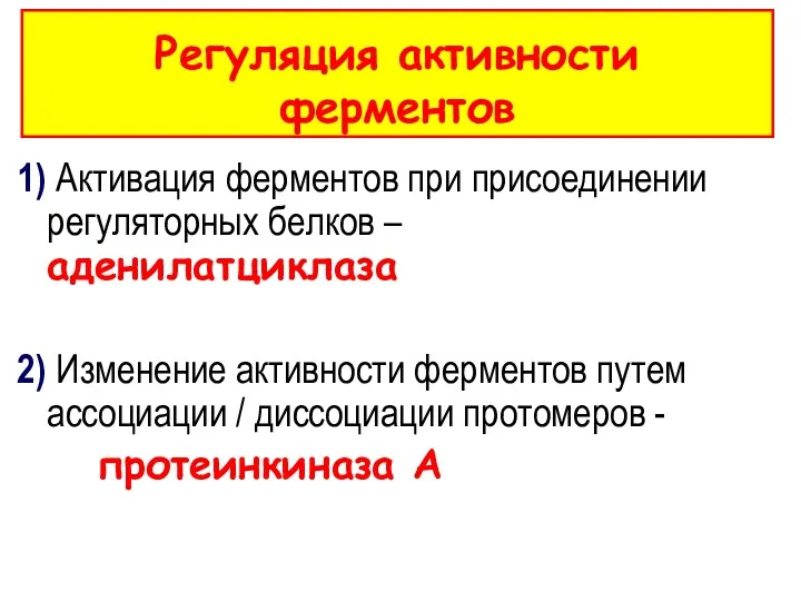 Регуляция активности ферментов 1) Активация ферментов при присоединении регуляторных белков