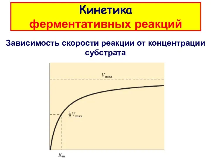 Кинетика ферментативных реакций Зависимость скорости реакции от концентрации субстрата