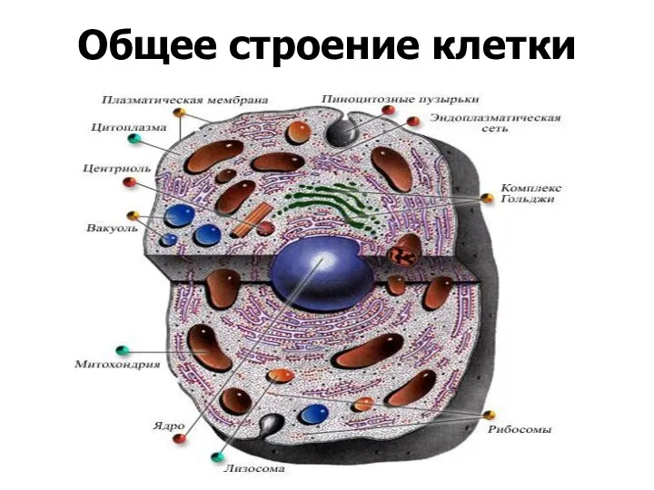 Общее строение клетки