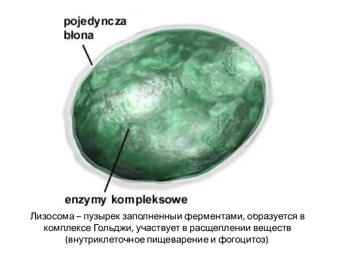 Лизосома – пузырек заполненный ферментами, образуется в комплексе Гольджи, участвует в расщеплении веществ(внутриклеточное пищеварение и фогоцитоз).