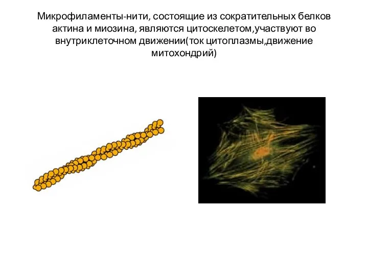 Микрофиламенты-нити, состоящие из сократительных белков актина и миозина, являются цитоскелетом,участвуют во внутриклеточном движении(ток цитоплазмы,движение митохондрий)