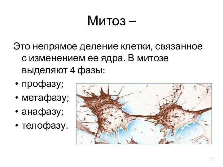 Митоз – Это непрямое деление клетки, связанное с изменением ее