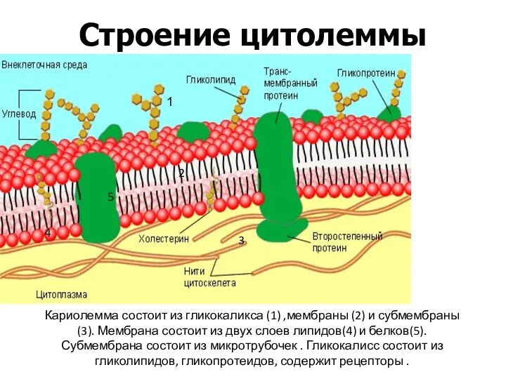 Кариолемма состоит из гликокаликса (1) ,мембраны (2) и субмембраны(3). Мембрана