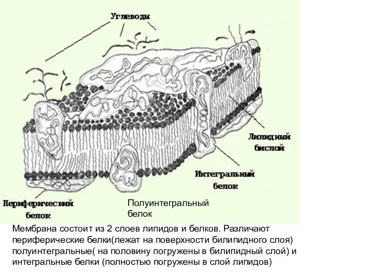 Мембрана состоит из 2 слоев липидов и белков. Различают периферические