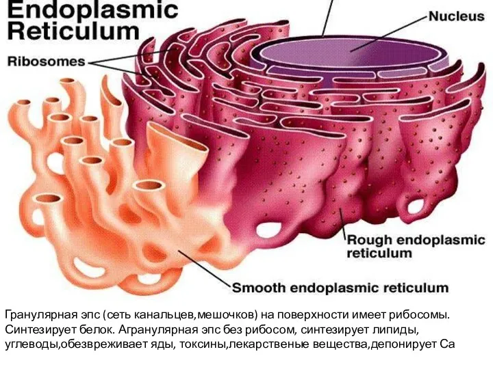 Гранулярная эпс (сеть канальцев,мешочков) на поверхности имеет рибосомы. Синтезирует белок.