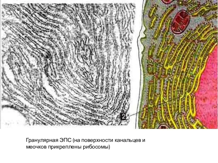 Эндоплазматическая сеть Гранулярная ЭПС (на поверхности канальцев и меочков прикреплены рибосомы)