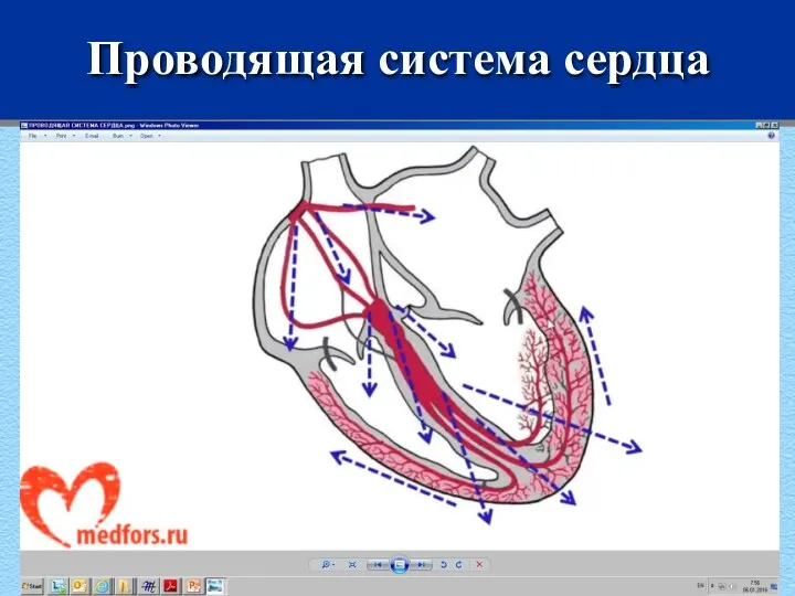 Проводящая система сердца