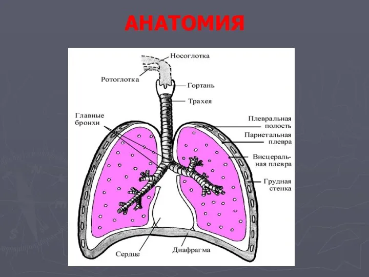 АНАТОМИЯ