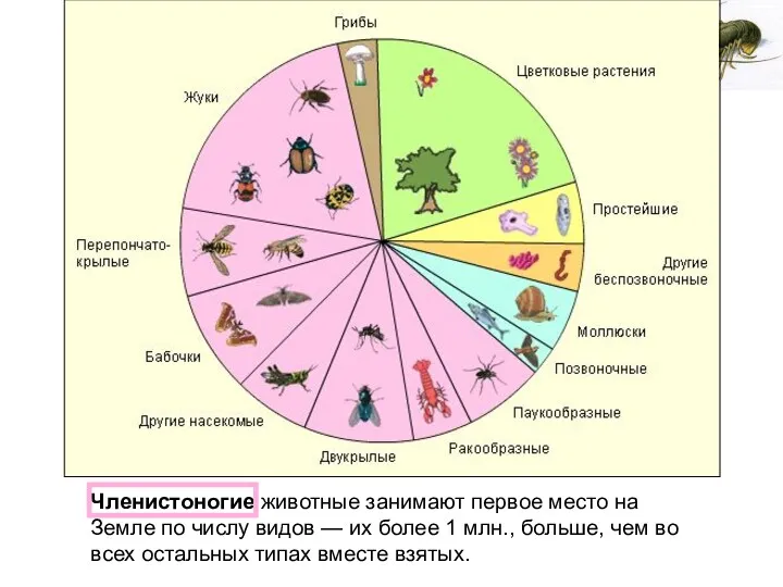 Членистоногие животные занимают первое место на Земле по числу видов