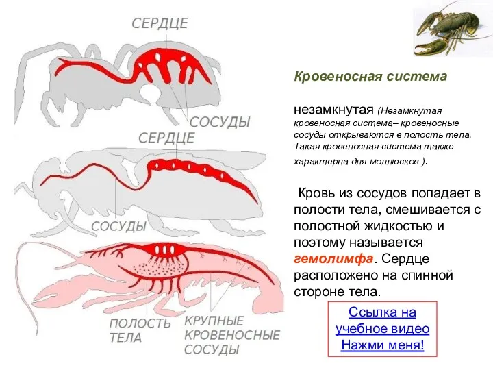 Кровеносная система незамкнутая (Незамкнутая кровеносная система– кровеносные сосуды открываются в