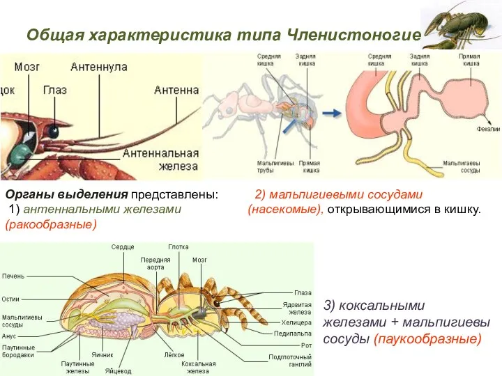 Органы выделения представлены: 1) антеннальными железами (ракообразные) Общая характеристика типа