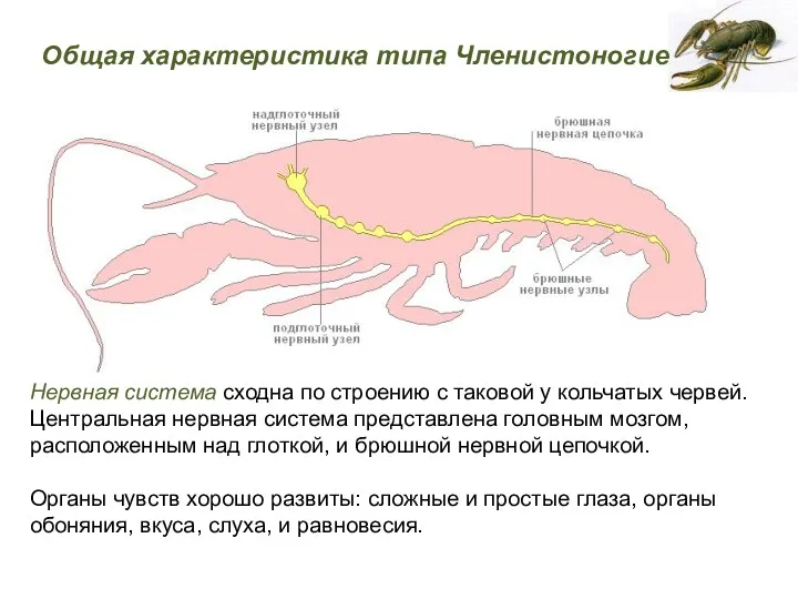 Нервная система сходна по строению с таковой у кольчатых червей.
