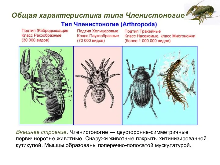 Внешнее строение. Членистоногие — двусторонне-симметричные первичноротые животные. Снаружи животные покрыты