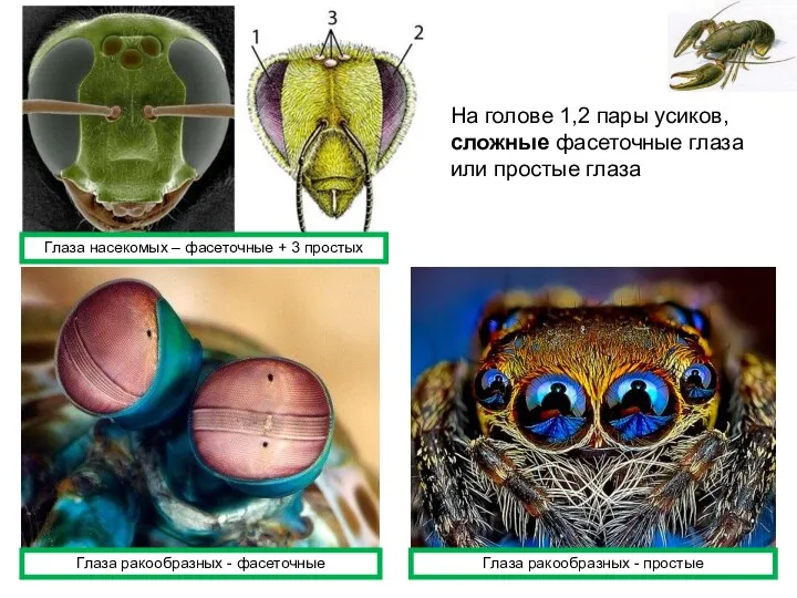 На голове 1,2 пары усиков, сложные фасеточные глаза или простые