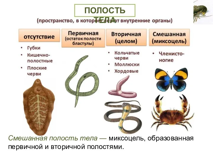 Смешанная полость тела — миксоцель, образованная первичной и вторичной полостями. ПОЛОСТЬ ТЕЛА