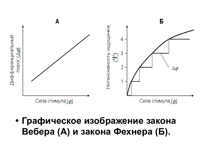 Графическое изображение закона Вебера (А) и закона Фехнера (Б).