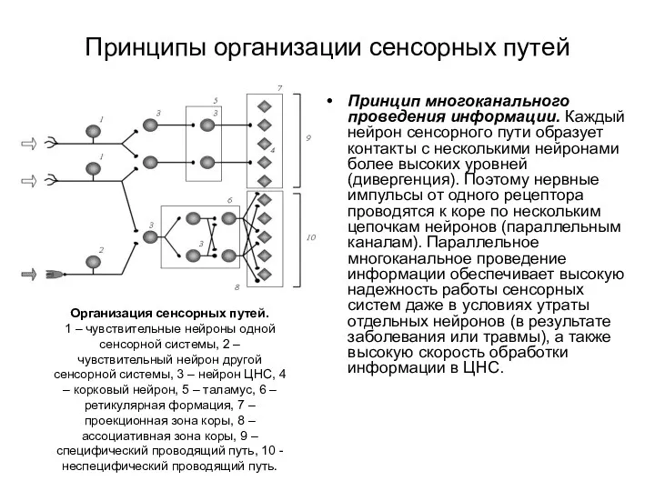 Принципы организации сенсорных путей Принцип многоканального проведения информации. Каждый нейрон сенсорного пути образует