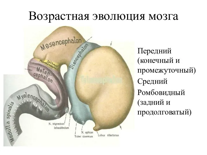 Возрастная эволюция мозга Передний (конечный и промежуточный) Средний Ромбовидный (задний и продолговатый)