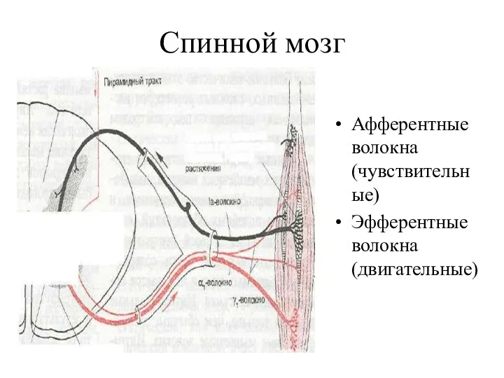 Спинной мозг Афферентные волокна (чувствительные) Эфферентные волокна (двигательные)