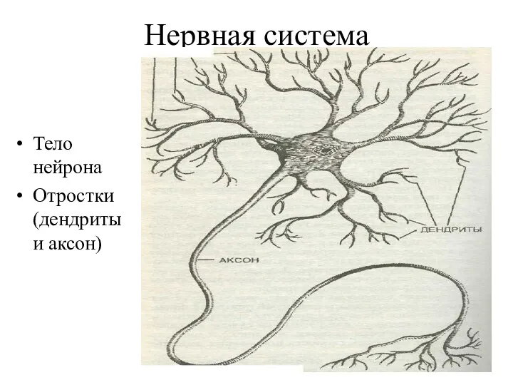 Нервная система Тело нейрона Отростки (дендриты и аксон)