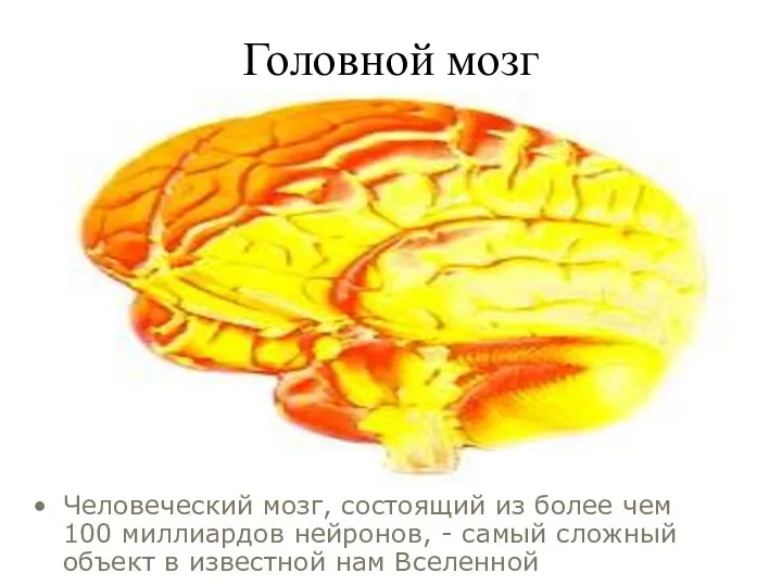 Головной мозг Человеческий мозг, состоящий из более чем 100 миллиардов нейронов, - самый