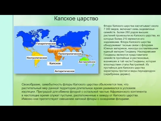 Капское царство Флора Капского царства насчитывает около 7 000 видов,