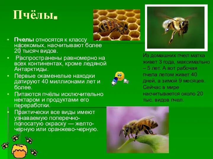 Пчёлы. Пчелы относятся к классу насекомых, насчитывают более 20 тысяч