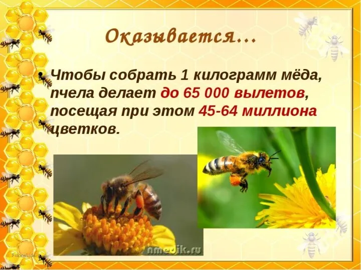 Скорости полета пчелы – 22,4 км/ч Скорости полета шмеля - 3 км/ч Скорости