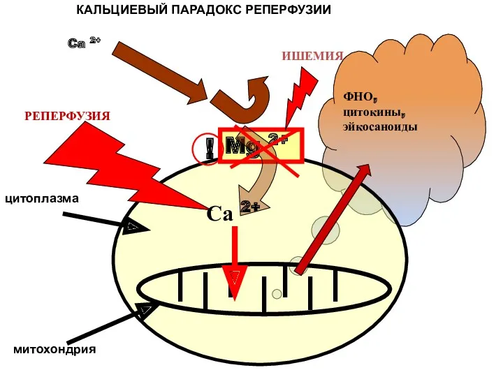 КАЛЬЦИЕВЫЙ ПАРАДОКС РЕПЕРФУЗИИ Ca 2+ Mg 2+ цитоплазма митохондрия ФНО,