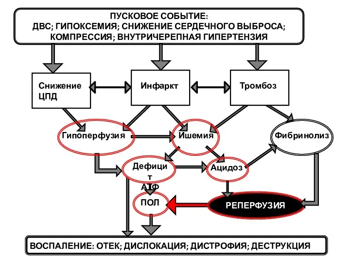 Снижение ЦПД Гипоперфузия Ацидоз Реперфузия Инфаркт Ишемия Тромбоз ВОСПАЛЕНИЕ: ОТЕК;