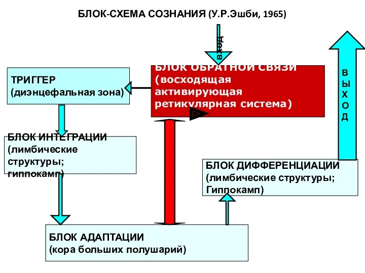 ТРИГГЕР (диэнцефальная зона) БЛОК ИНТЕГРАЦИИ (лимбические структуры; гиппокамп) БЛОК АДАПТАЦИИ