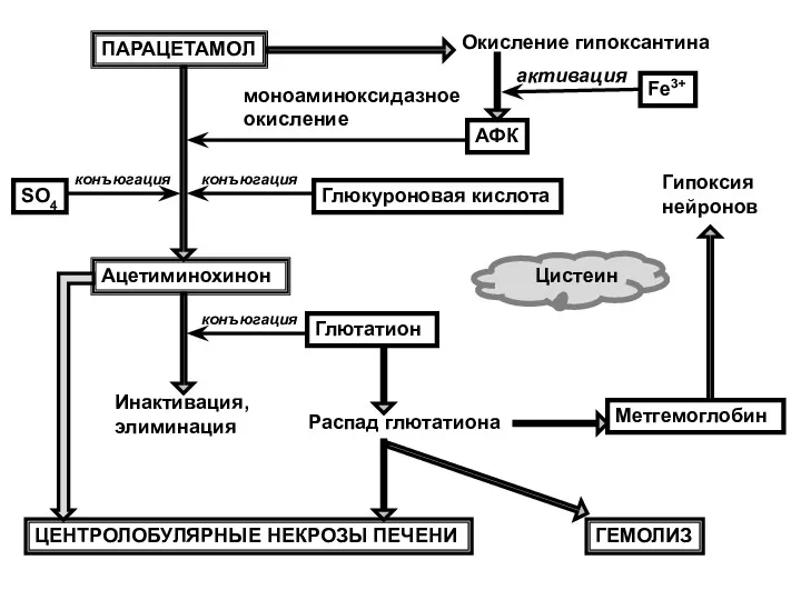 ПАРАЦЕТАМОЛ Окисление гипоксантина АФК Fe3+ моноаминоксидазное окисление Глюкуроновая кислота SO4